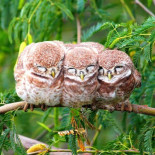Hileras de pájaros haciendo equipo  (Galería Fotos)