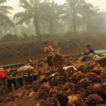 El lado oscuro del aceite más consumido del mundo