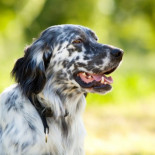 Encuentran un tratamiento para curar perros enfermos de leishmaniosis