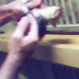 Cachorros agonizando e inyecciones letales sin sedación en un centro del Ayuntamiento de Alcorcón