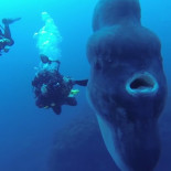 Un pez luna gigante sorprende a varios buceadores en aguas de Portugal