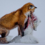 Foto ganadora del premio "Fotografo de Vida Salvaje 2015" (Museo Británico de Historia Natural)