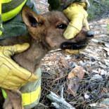 Matan a palos al lobezno salvado de un incendio