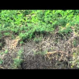 Jaguar lanzándose al agua para atrapar un caimán