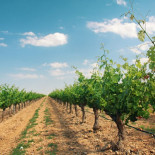 España, el líder mundial de vino y aceite al que nadie quiere comprar fuera