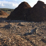 La triste foto de un koala solitario evidencia la salvaje deforestación en Australia [ENG]