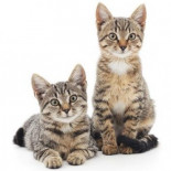 Las razones de Australia para matar a 2 millones de gatos