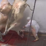 Este siniestro vídeo ha provocado el cierre de un matadero francés por sus atrocidades