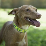 Un cazador reclama 10.000€ (10 años de camadas) a una protectora por salvar la vida de una perra esterilizándola