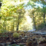 La superficie arbolada en España aumenta un 33 por ciento los últimos 25 años