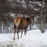 Cazador mata dos alces antes de darse cuenta de que están dentro de un zoo [ENG]