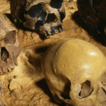 ¿Por qué somos la única especie humana que todavía está viva?