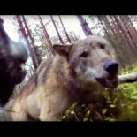 Perro con una GoPro es atacado por lobos (SU)