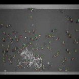 Vídeo de cómo una información se esparce en una colonia de hormigas (ING)