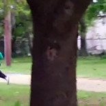 El "efecto YouTube": el fenómeno que preocupa a la policía en EE.UU