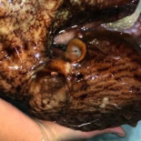 Los pulpos son tan inteligentes que se aburren si no tienen algún problema que resolver