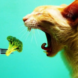 Vuelven a su gato vegano y muere