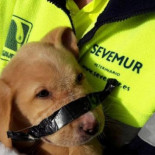 Rescatan de un contenedor un cachorro con el hocico atado para que no ladrara