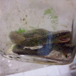 Un niño de un año mata a una serpiente venenosa a mordiscos en Brasil