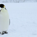 La versión 4.3 del Kernel Linux se hace oficial con nuevas características y mejoras