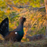 Constatan la desaparición del urogallo de Galicia