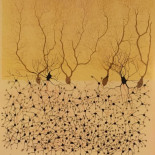 El jardín de la neurología