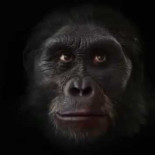 La evolución del rostro "humano" durante los últimos 6 millones de años