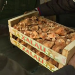 La mafia de las setas