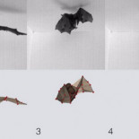 Por qué los murciélagos pueden aterrizar al revés