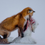 Las 100 mejores imágenes de los Fotógrafos de Naturaleza 2015