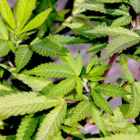 La legalización de la marihuana en España puede estar más cerca de lo que piensas