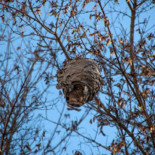 El avispón asiático se asienta en Burgos