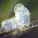 Revelan más secretos del indestructible tardígrado