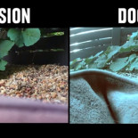 Cómo ven el mundo los animales