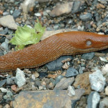El ataque de las babosas colonizadoras asesinas procedentes de España
