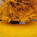 Un vetusto árbol Ginkgo deja caer un océano de hojas doradas