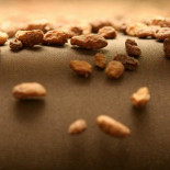 La revolución de la chufa: de tubérculo marginal a lucrativo superalimento en EEUU