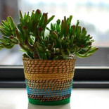 5 plantas que la NASA recomienda para purificar el aire de tu casa