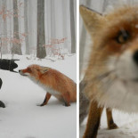 Fotografías curiosas sobre fotógrafos de la naturaleza