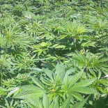 El caso del agricultor de cáñamo al que la Justicia condenó como narcotraficante