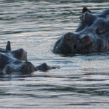 Colombia: la sequía empuja a hipopótamos hambrientos hacia lugares habitados