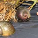 Un estudio demuestra que el capón real come caracol manzana