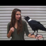 Los cuervos pueden hablar