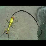 Mantis con un parásito viviendo en su interior