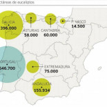 Eucaliptos: La desaparición del bosque atlántico