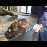 Truco de magia a un orangután