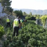 Una policía local de Valencia, detenida por cultivar 300 plantas de marihuana