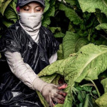 Menores trabajando de sol a sol y bajo los efectos de la nicotina: una realidad en EE UU