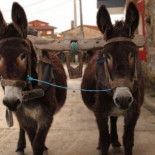 Internet rural: también en eso hay dos Españas