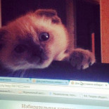 Decepcionada ciudad Siberiana quiere a un gato por alcalde (ENG)